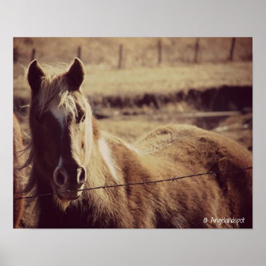 Poster Pinto Pony (Devant)