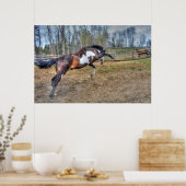 Poster Pinto Stallion équine photo d'action (Cuisine)
