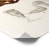 Poster Pinus maritima (Coin)