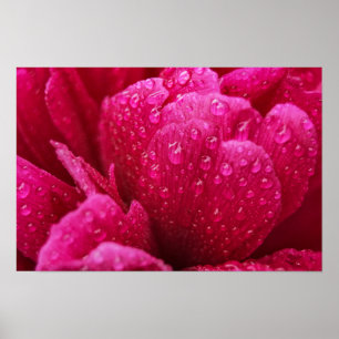 Poster Pioen Bloem Na De Regen Fotografie