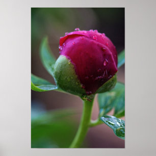 Poster Pioen Bloemknop Na De Regen Fotografie