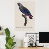 Poster Pionus fuscus, ou Pione brune (Bureau à domicile)