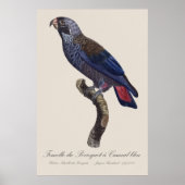Poster Pionus fuscus, ou Pione brune (Devant)