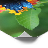 Poster Pipevine/Bleu Swallowtail Papillon sur une Fleur (Coin)