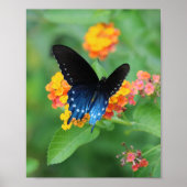 Poster Pipevine/Bleu Swallowtail Papillon sur une Fleur (Devant)