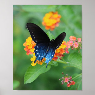 Poster Pipevine/Bleu Swallowtail Papillon sur une Fleur