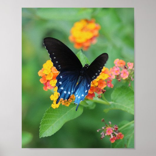 Poster Pipevine/Bleu Swallowtail Papillon sur une Fleur (Devant)