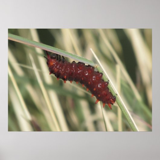 Poster Pipevine Swallowtail Butterfly Caterpillar (Devant)