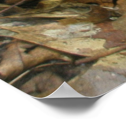 Poster Pipsissewa (Wintegreen) (Coin)