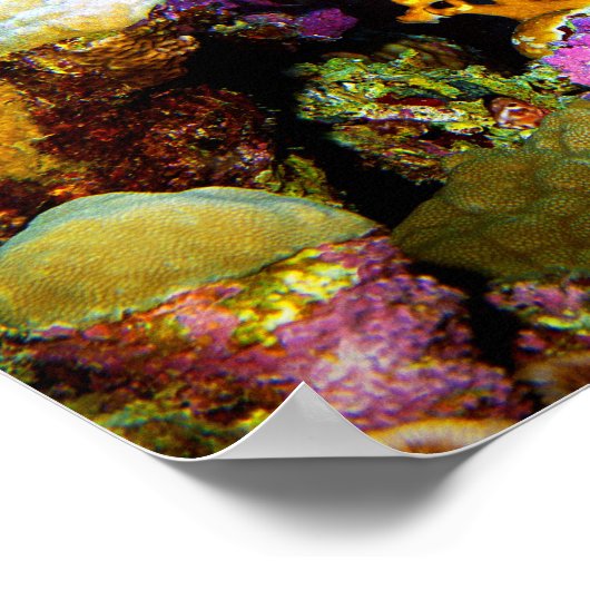 Poster Pique-nique d'anges devant le corail, Mer Rouge | (Coin)