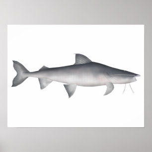Poster Piraiba