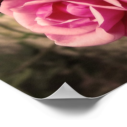 Poster Pirouette rose Roses (Coin)