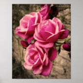 Poster Pirouette rose Roses (Devant)