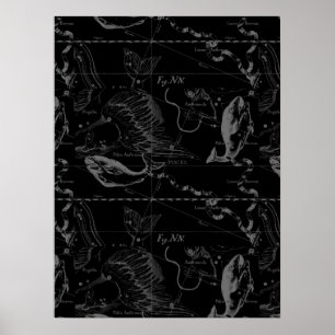Poster Pisces Constellation Hevelius 1690 sur Black