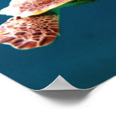 POSTER PISCINE TORTUE MARINE (Coin)