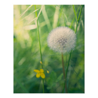 Poster Pissenlit dans la verdure avec une douce lumière e