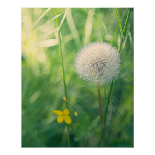 Poster Pissenlit dans la verdure avec une douce lumière e (Devant)