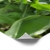 Poster pissenlit près de la roche (Coin)