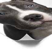 Poster Pit Bull (Coin)