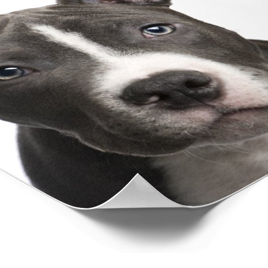 Poster Pit Bull (Coin)