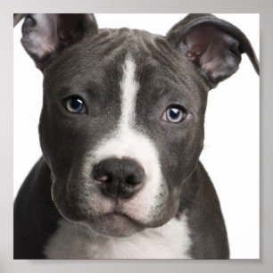 Poster Pit Bull