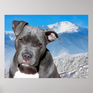 Poster Pit Bull