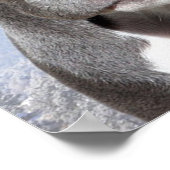 Poster Pit Bull (Coin)