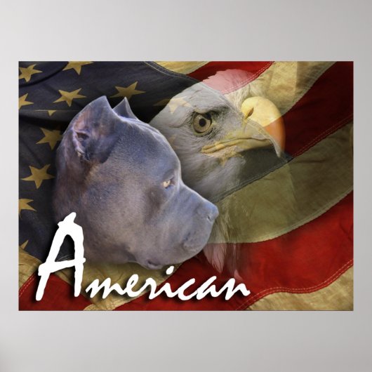 Poster Pitbull américain Terrier Chien, Drapeau, Aigle ch (Devant)