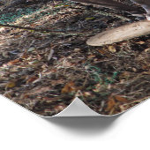 Poster Pitbull avec skateboard seulement (Coin)