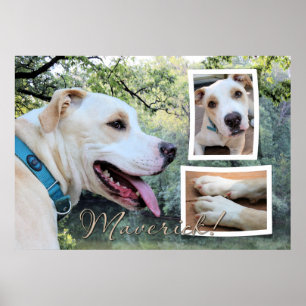 Poster Pitbull - Maverick Composite