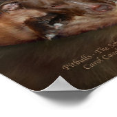 Poster Pitbulls - Poster/Imprimer sur l'Art Côté Plus Dou (Coin)