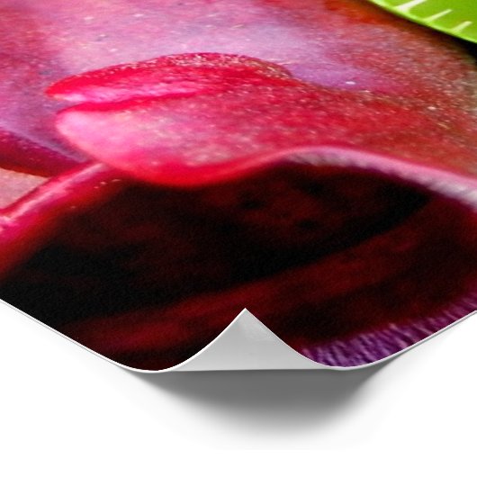 Poster Pitcher Plant & Venus Fly Trap (Coin)