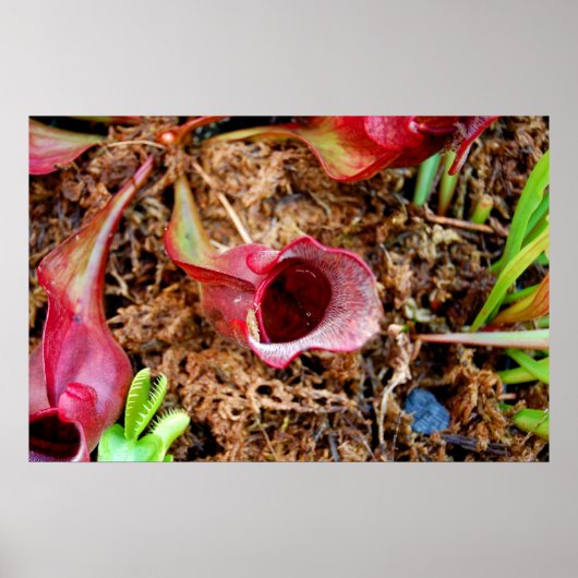 Poster Pitcher Plant & Venus Fly Trap (Devant)