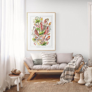 Poster Pitcher Plant (White)   Vintage Ernst Haeckel