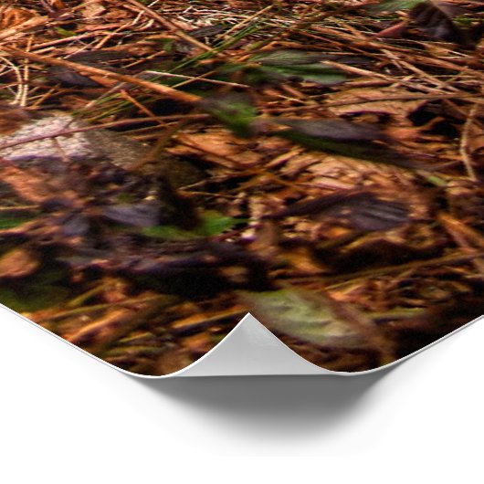 Poster Pitstop Deep Woods (Coin)