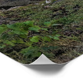 Poster pittoresque Hawaii Coast View (Coin)