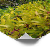 Poster pittoresque Hawaiian View (Coin)