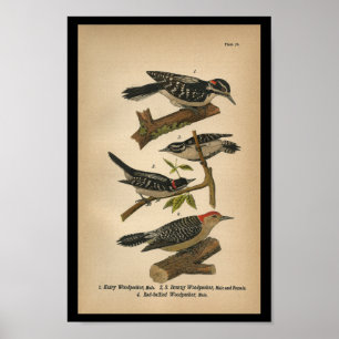 Poster Pivert 1890 duveteux d'impression d'oiseau