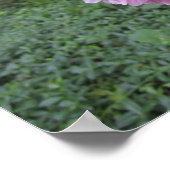 Poster Pivoine (Coin)