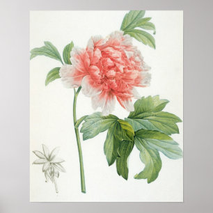 Poster Pivoine, 1799 (copie de pointillé de couleur)