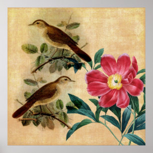 Poster Pivoine avec des rossignols