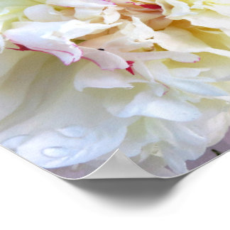 Poster Pivoine blanche teintée de rose