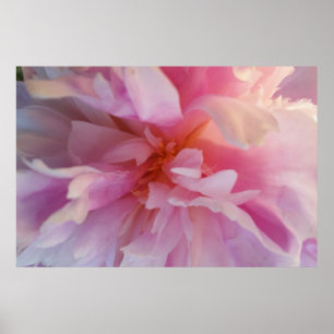 Poster Pivoine Couleur pêche-Rose de fantaisie : Copie de