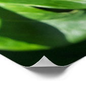 Poster Pivoine en fleurs (Coin)