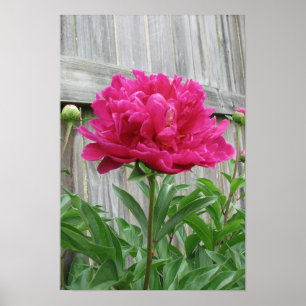 Poster Pivoine rose