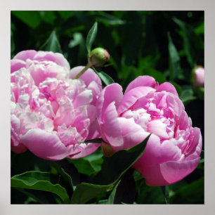 Poster Pivoines