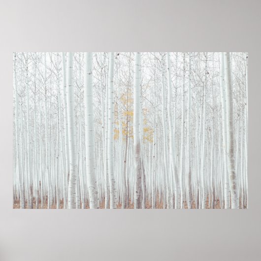 Poster PixDezines Forêt de bouleau argenté (Devant)
