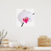 Poster PixDezines phalaenopsis dorne/orchidée blanche (Cuisine)