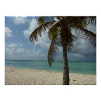 Plage d'Aruba I Belle Scène Nature