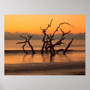 Poster Plage de bois flotté au lever du soleil Jekyll Isl